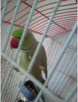 Green Talking Parrot