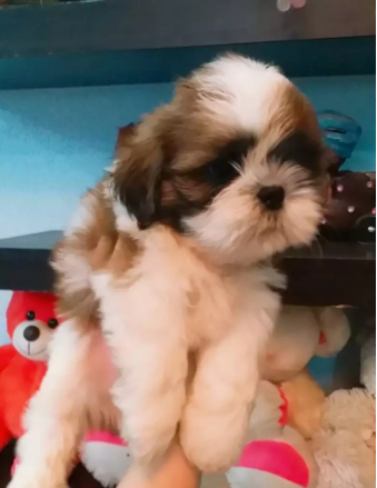 Shih tzu pedigree male puppies from champion parents_1