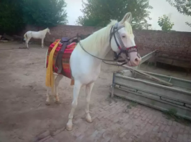 Full trained Nukri chapydar mare for sale