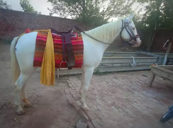 Full trained Nukri chapydar mare for sale_1
