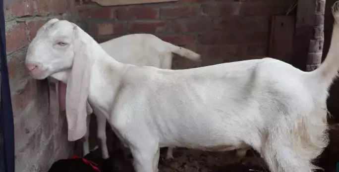 Beautiful goat amritsari beetal haji pora sialkot_2