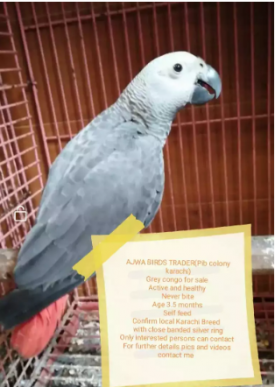 Grey parrot Raw pahari babies