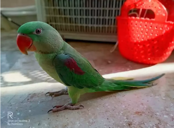 Pahari parrot_0