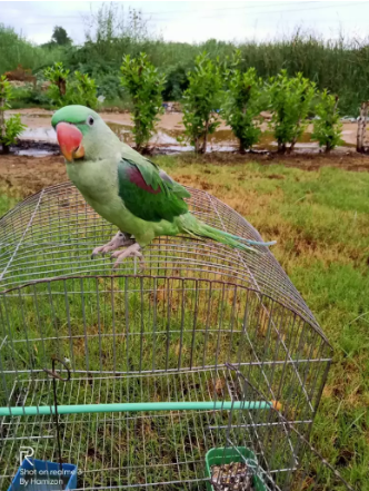 Pahari parrot_1