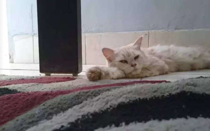 Persian cat_0