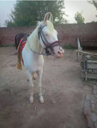 Full trained Nukri chapydar mare for sale_2