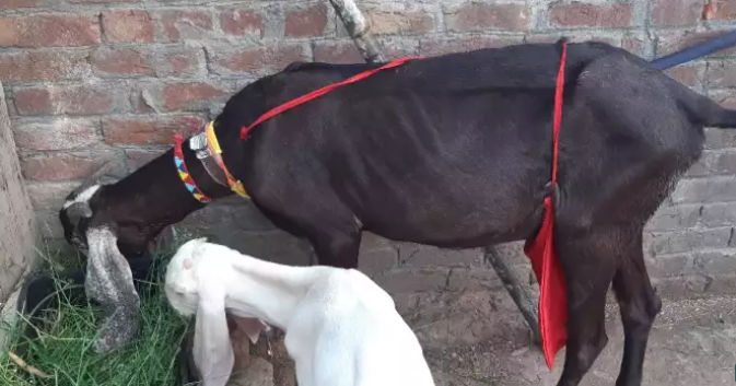 Beautiful goat amritsari beetal haji pora sialkot_0