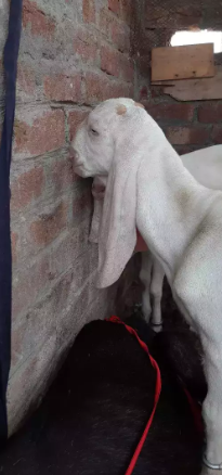 Beautiful goat amritsari beetal haji pora sialkot_1