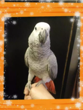 Gray parrot for sale