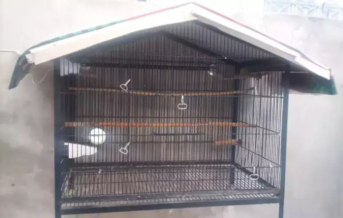 Parrot Cage_1
