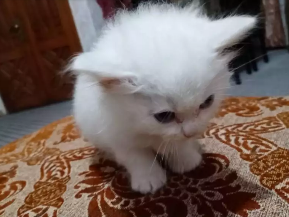 Persian kitten white_0