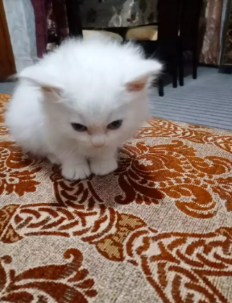 Persian kitten white_2