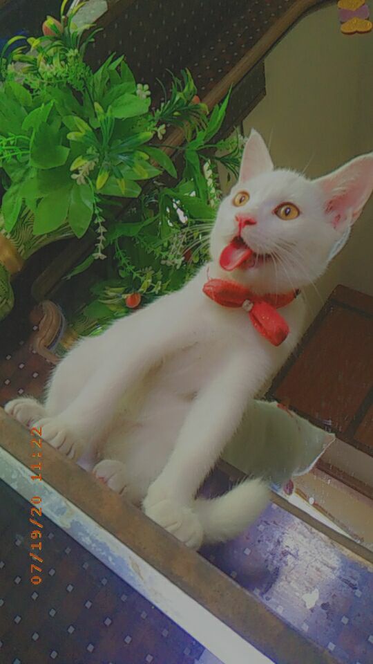 white single coated persion cat_0